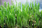 Microgreens Wheat Organic Seeds
