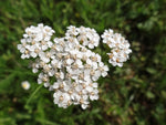 Yarrow Seeds