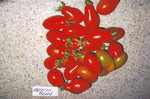 Tomato Best Of Bonn Seeds