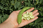 Bean Broad Aquadulce (Long Pod) Seeds