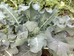 Broccoli Italian Green Sprouting Organic Seeds