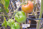 Tomato Burwood Prize Seeds