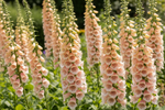 Foxglove Apricot Beauty Seeds