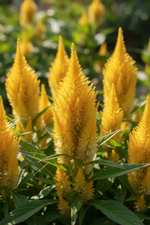 Celosia Golden Plume Seeds
