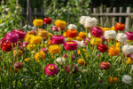 Helichrysum Tall Mix Seeds