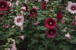 Hollyhock Indian Spring Mix Seeds