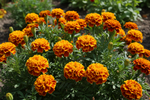Marigold French Fiesta Seeds
