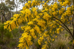 Trees Acacia Decurrens Seeds
