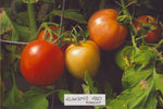 Tomato Rumsey's Red Seeds