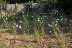 Scabiosa Grandiflora Seeds