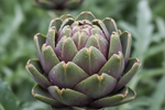 Artichoke Imperial Star Organic Seeds