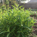 Stevia Organic Seeds