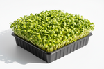 Sprouts Sunflower Seeds