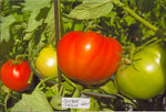 Tomato Super Sioux Seeds