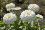 Zinnia Polar Bear Seeds