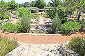 Plants of the Bible Lands