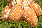 Seed Saving