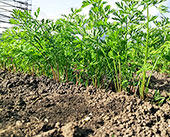 Getting Carrots to Germinate