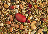 Lost Seed