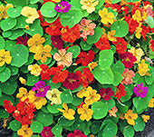 Nasturtiums