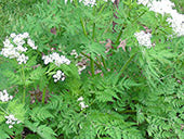 Growing Sweet Cicely from seeds