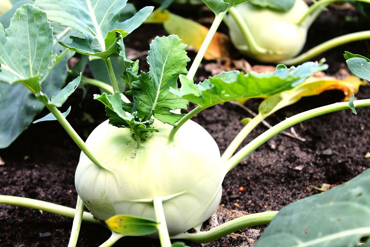 Growing Kohl Rabi