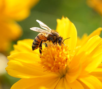Symbiotic Pest Management
