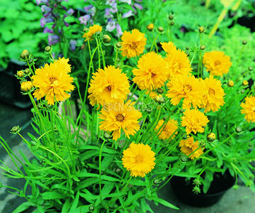 Coreopsis Adds Glow to your Summer Garden