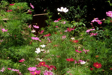 Gardening with Children