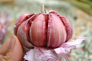 Garlic Planting Guide