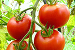 Determinate vs. Indeterminate Tomatoes: Understanding the Differences