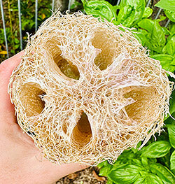 From Luffa to Lather: The Magical Metamorphosis of Nature's Best Bath Buddy