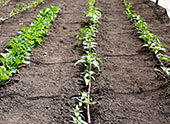 Spring Garden at Eden Seeds