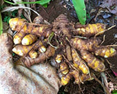 Making the most of your precious harvest