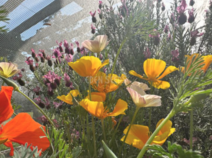 Slow Gardening for a Fast World