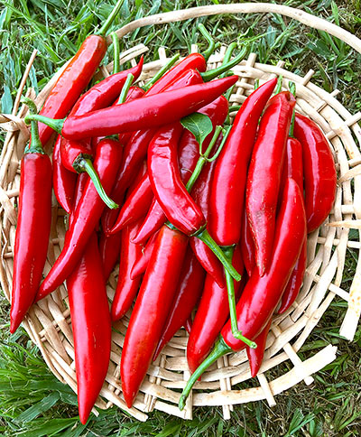 Late Summer Chilli Harvest: What to do with all that Heat!