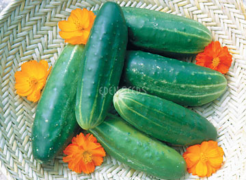 Companion planting for garden symbiosis