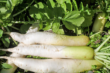Fermenting Winter Produce: A Simple Guide
