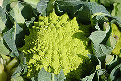Beyond the Mustard Jar: An intriguing tale of vegetable evolution
