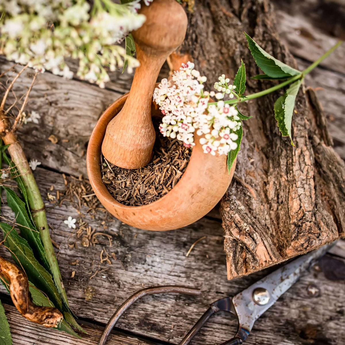 Herbs - Seeds