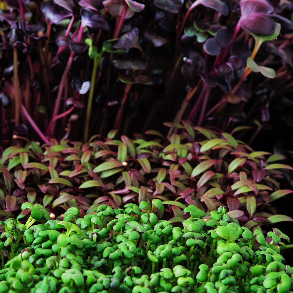 Microgreens - Seeds