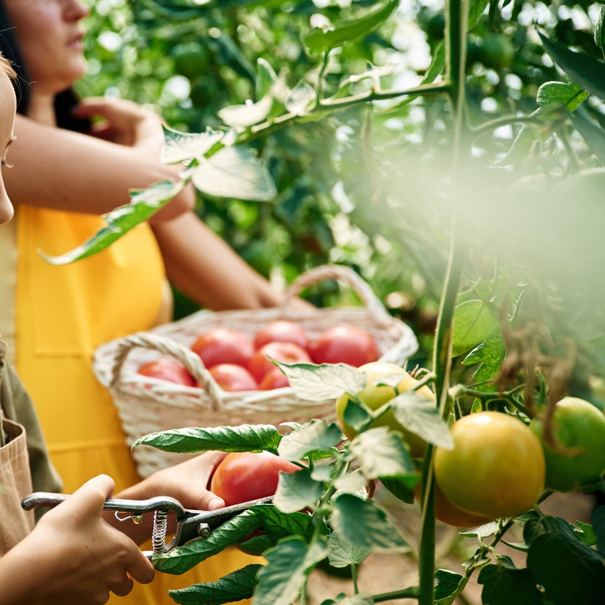 Certified Organic