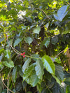 Trees Coffee Arabica Seeds