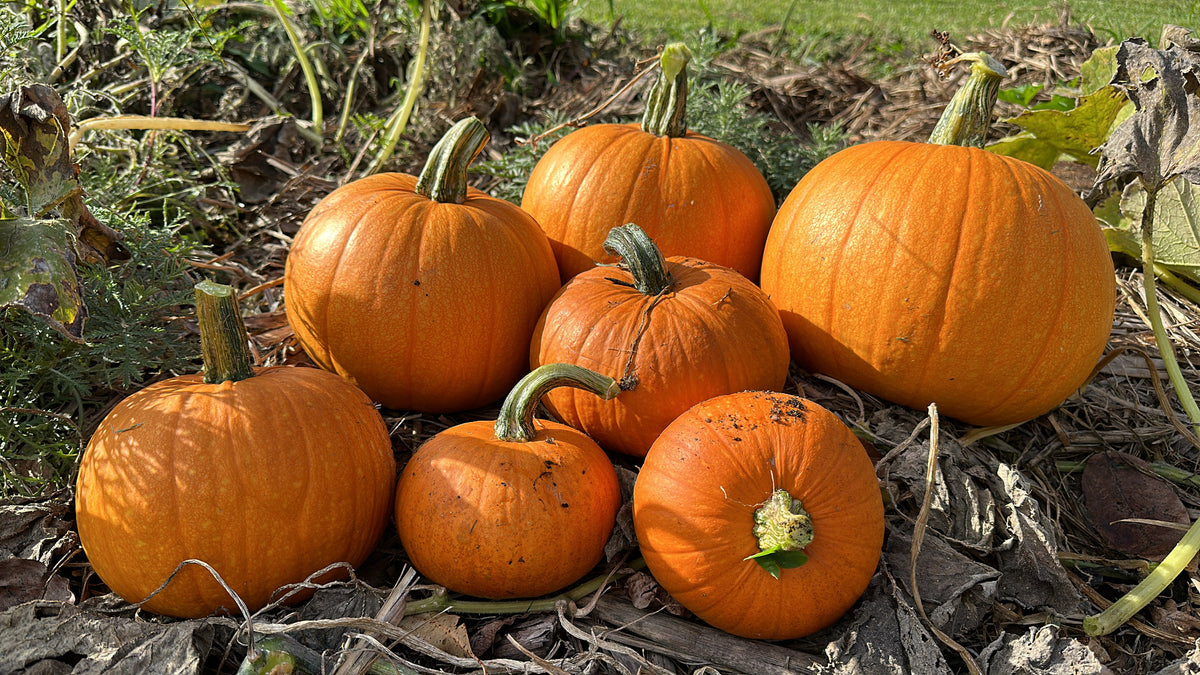 Pumpkin Small Sugar Seeds