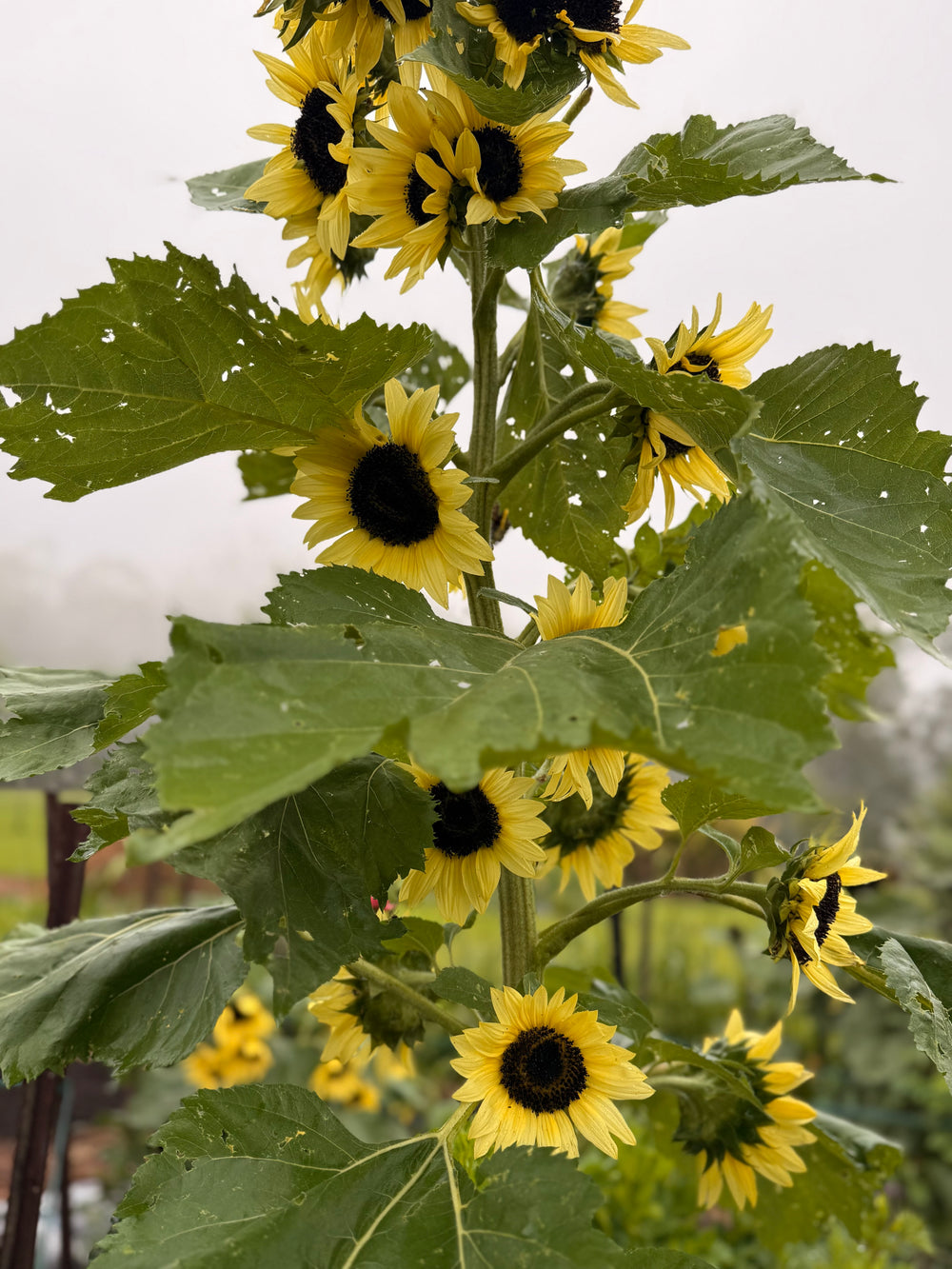 Sunflower Moonwalker Organic Seeds