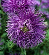Aster Giant Ray Mix Seeds