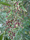 Trees Berry Saltbush Seeds