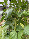 Bean Climbing Cherokee Trail Of Tears Seeds