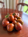 Tomato Kangaroo Paw Brown