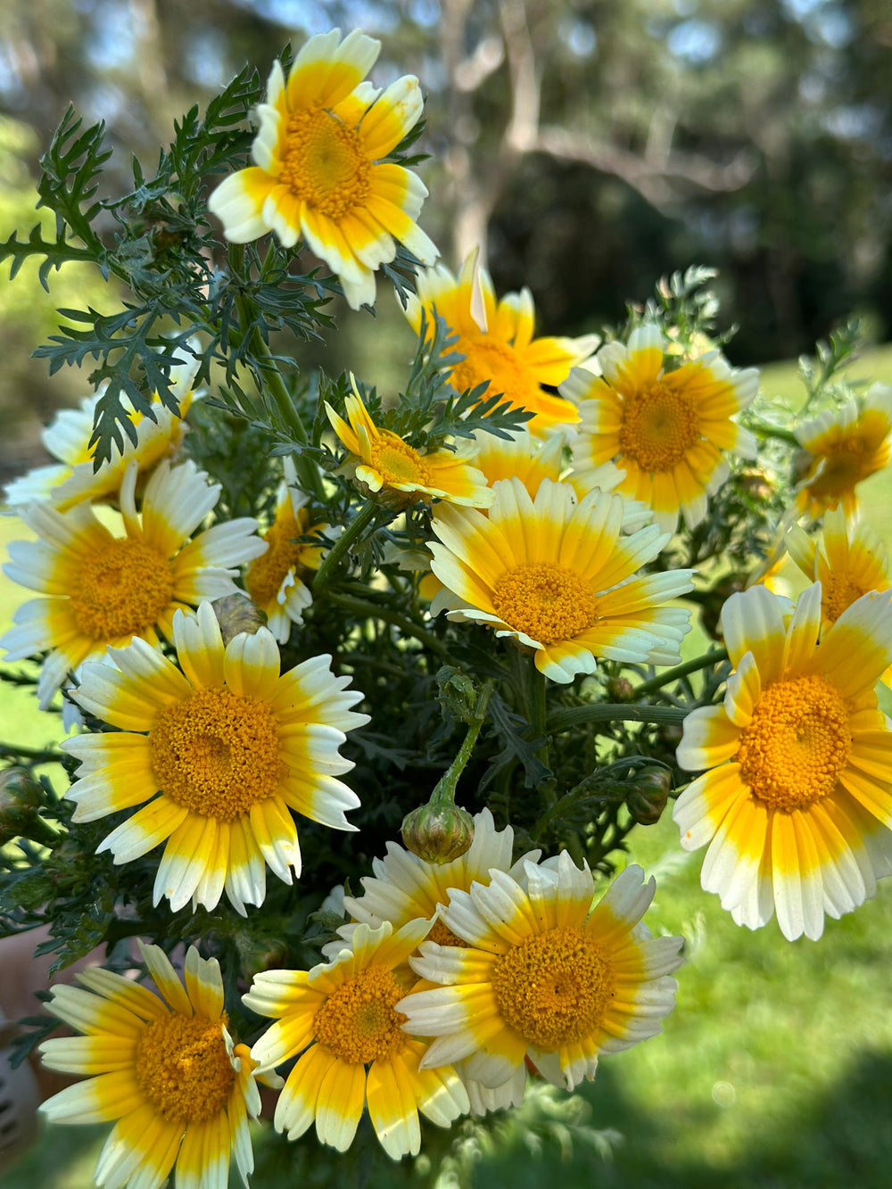 Edible Chrysanthemum Seeds